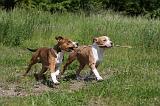 AMSTAFF  PUPPIES 187